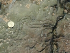 Olivellites in Cruziana-Ichnofacies in the Lower Carboniferous Porter's Gate Formation of South Lumsdin's Bay on the west coast of Hook Head