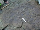 Thallasinoides Cruziana-Ichnofacies in the Lower Carboniferous Porter's Gate Formation in South Lumsdin's Bay on west coast of Hook Head