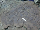 Thallasinoides Cruziana-Ichnofacies in the Lower Carboniferous Porter's Gate Formation in South Lumsdin's Bay on west coast of Hook Head