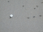 Polychaete Burrows Templeton Beach