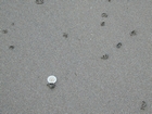 Polychaete Burrows Templeton Beach