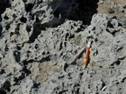 Burrows in lagoonal facies near Cala Pi Luis Pomar and Christopher Kendall