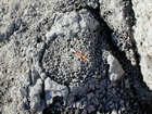 Mallorca Messinian Stromatolites