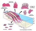 Coral Morphologies