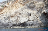 Cala Carril Clionoforms