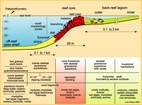 Reef Components