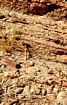 Turbidites N Tunnel de LegionaireHigh Atlas Jurassic Morroco