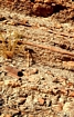 Turbidites N Tunnel de LegionaireHigh Atlas Jurassic Morroco