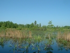 Okefenokee Chesser Prairie