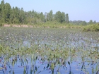 Okefenokee Chesser Prairie