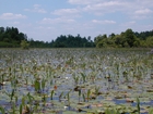 Okefenokee Chesser Prairie