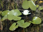 Okefenokee Chesser Prairie