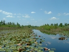 Okefenokee Chesser Prairie