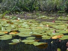 Okefenokee Chesser Prairie