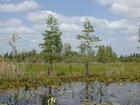 Okefenokee Chesser Prairie