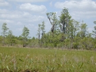 Okefenokee Chesser Prairie