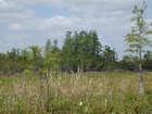 Okefenokee Chesser Prairie