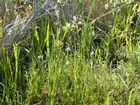 Okefenokee Chesser Prairie