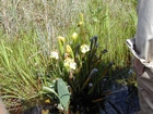 Pitcher Plant Chesser Prairie