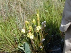 Pitcher Plant Chesser Prairie