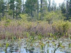 Sandhill Crane