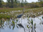 Sandhill Crane