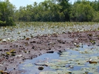 Floating Peat Battery