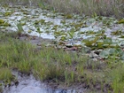 Floating Peat Battery