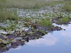 Floating Peat Battery