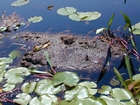 Floating Peat Battery