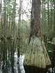 Minnie's Lake Boat Trail