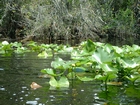 Minnie's Lake Boat Trail