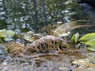 Minnie's Lake Boat Trail