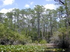 Minnie's Lake Boat Trail