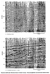 Permian Basin Seismic