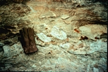 Guadalupe Mts Dark Cayon Tansill