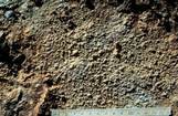 Lake McLeod Western Australia: field photograph by C. Robertson Handford