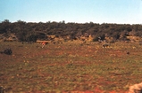 Red Kangeroo Shark Bay W Australia
