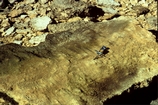 Depuch Inlet Shark Bay West Australia