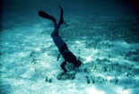 Skip Rhodes and Sea Snake Hamelin Pool Shark Bay West Australia