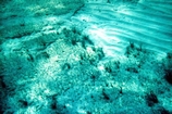 Hamelin Pool Shark Bay West Australia