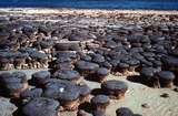 Hamelin Pool Shark Bay West Australia