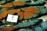 Hamelin Pool Shark Bay West Australia