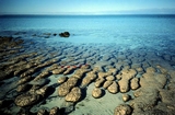 Hamelin Pool Shark Bay West Australia