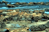 Hamelin Pool Shark Bay West Australia