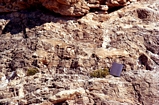 Mature Tepees Guadalupe Shelf