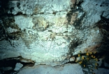 Mature Tepees Guadalupe Shelf