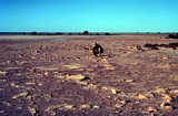 Juvenile Tepees, Lake MacLeod, Western Australia