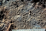 Juvenile Tepees, Lake MacLeod, Western Australia: photograph by Jack A. Babcock