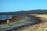 Juvenile Tepees within Upper Tidal Flat Capillary crusts on margin of Depuch Inlet south off Freycinet Basin, Shark Bay, Western Australia